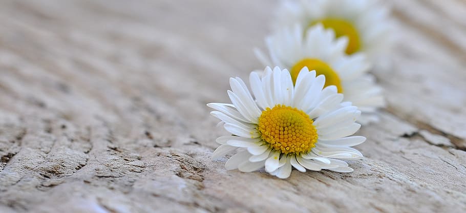 selective focus photography of white daisy flower, flowers HD wallpaper
