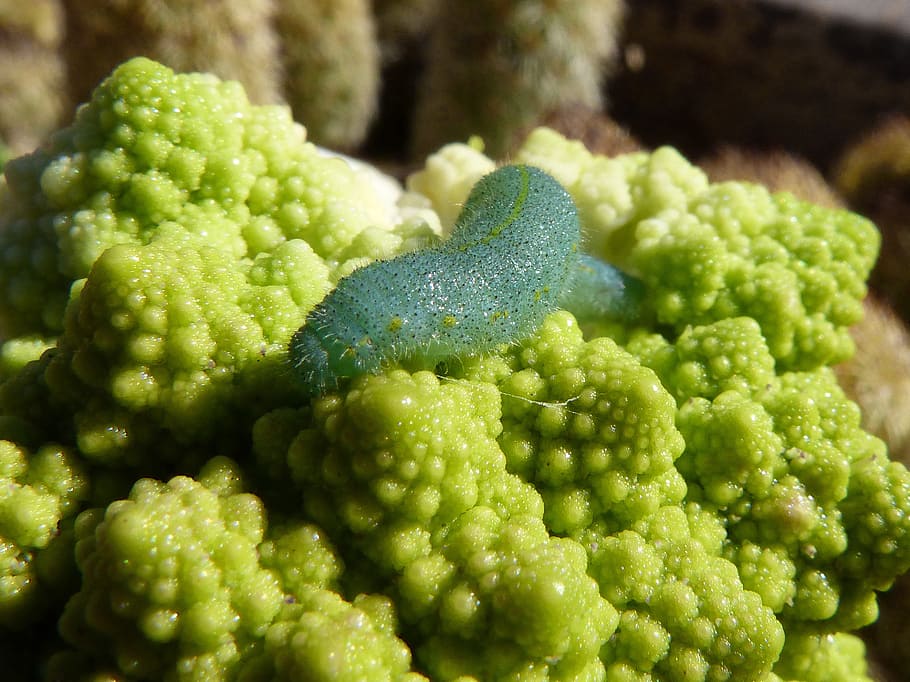 caterpillar, broccoli, worm, plague, vegetable, green color HD wallpaper