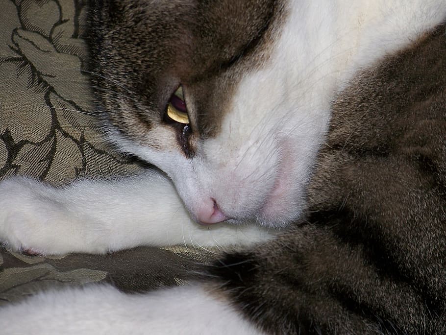 Cat, Feline, Pretending, Sleep, Asleep, eyes, open, domestic cat, HD wallpaper