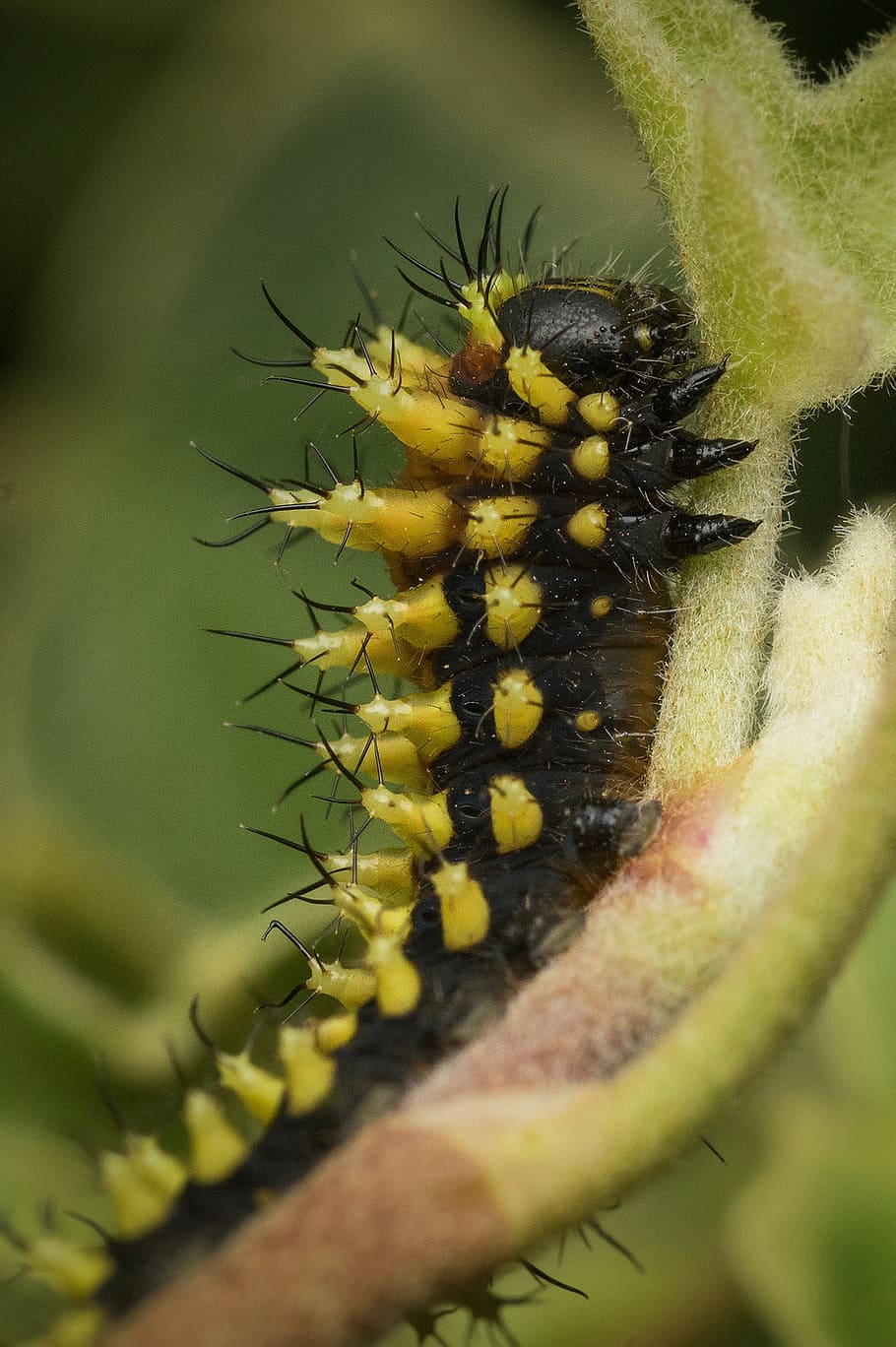 madagascar, caterpillar, bug, fauna, insect, macro, nature HD wallpaper