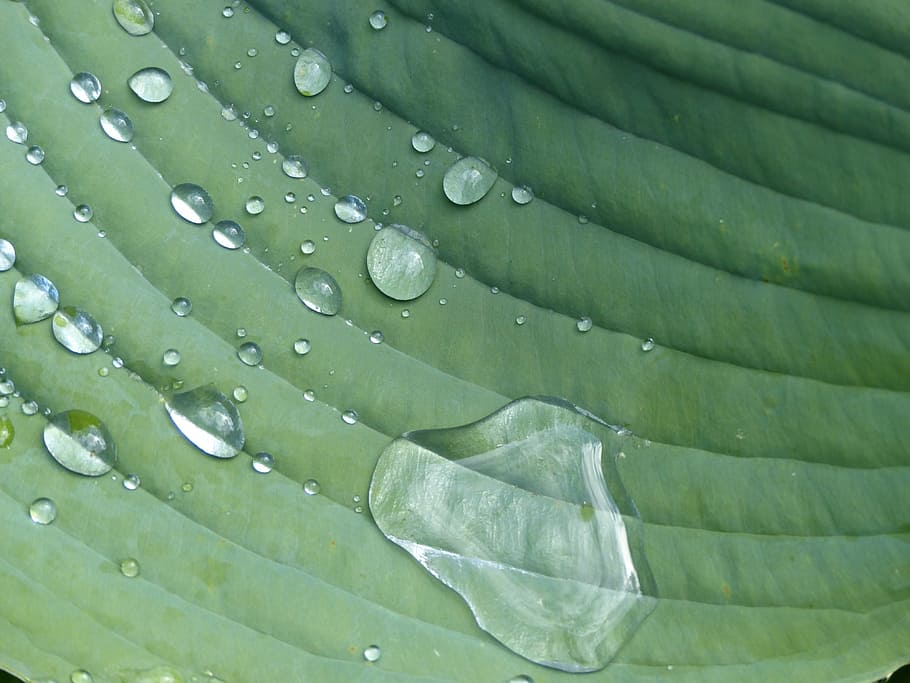 raindrop, hosta, sheet, plant, green, leaf, green color, plant part HD wallpaper