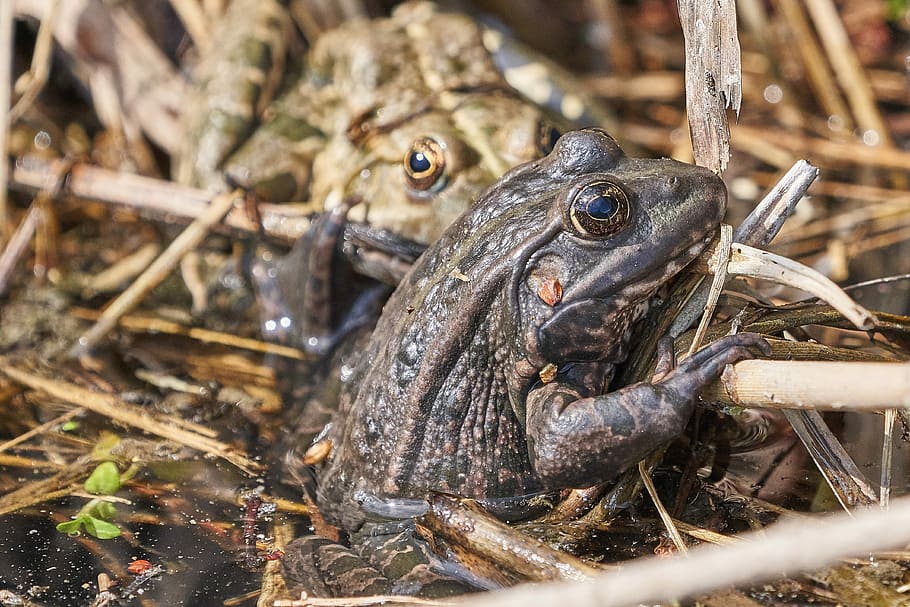 frog, lake, frogs, water, green, animal themes, animal wildlife HD wallpaper