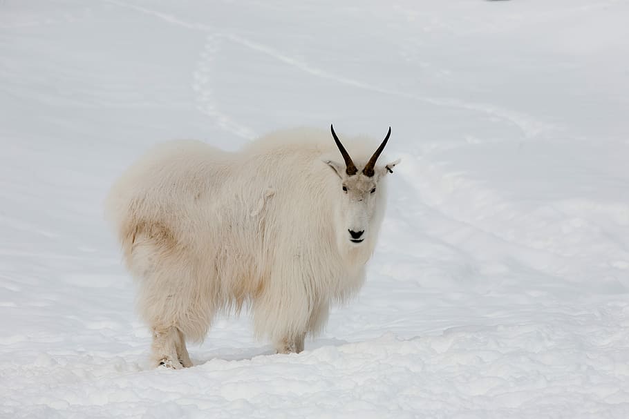 white mountain ram on snow capped ground, Mountain, Goat, Yukon
