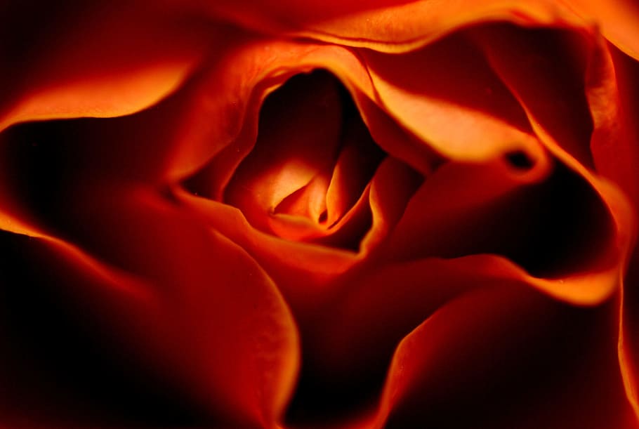 Flower, Orange, Petals, rose, backgrounds, flower head, red HD wallpaper