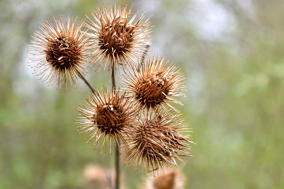 close up photography of thorny flowers at daytime, burdock HD wallpaper