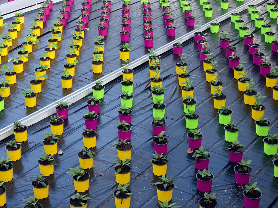 pot, color, violet, yellow, green, in a row, side by side, no people HD wallpaper