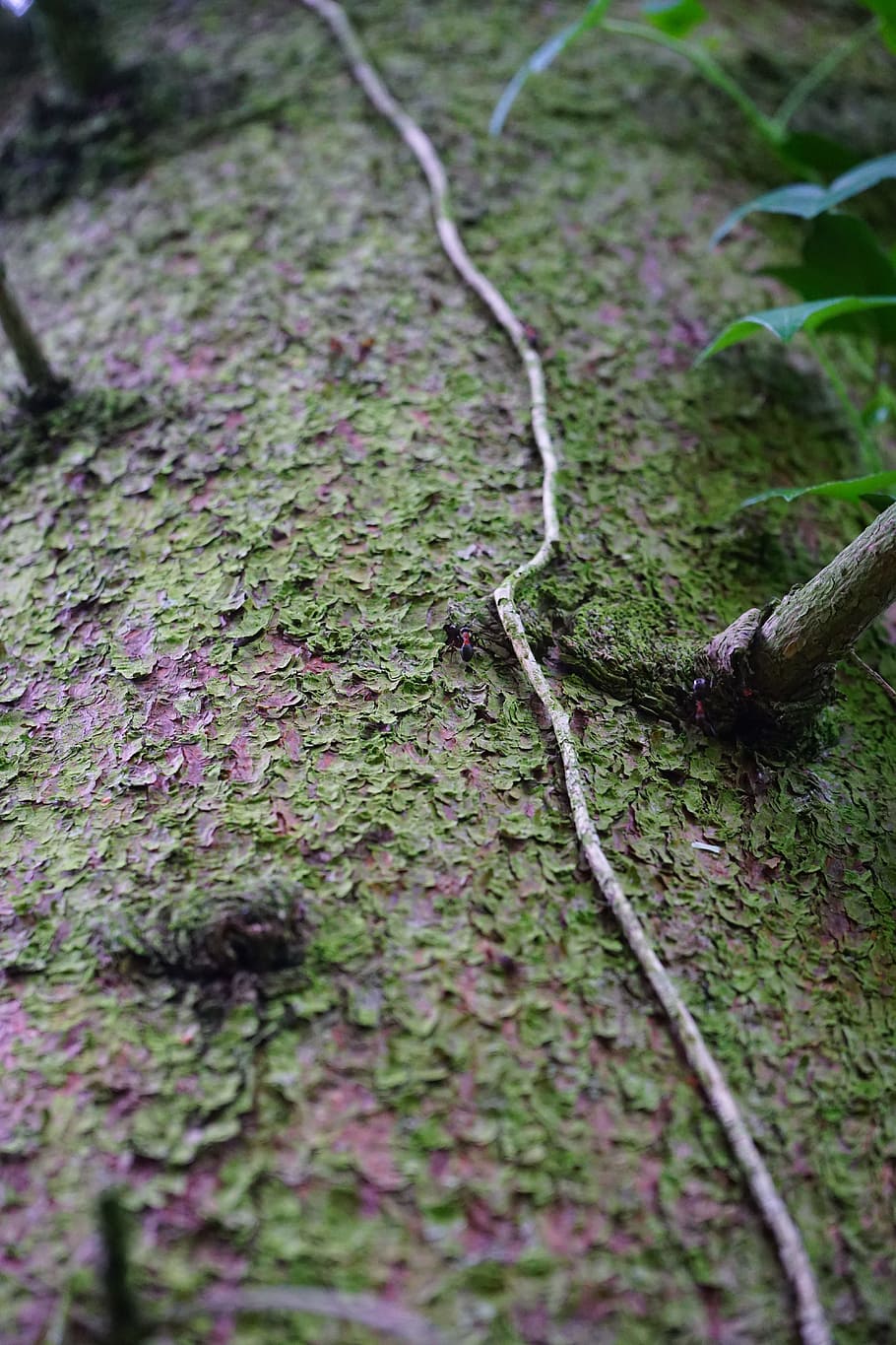 Log, Christmas Tree, Tree Bark, fouling, liane, ivy, creeper HD wallpaper
