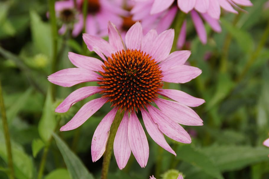 echinacea, sun hat, pink, blossom, bloom, flower, flora, garden HD wallpaper