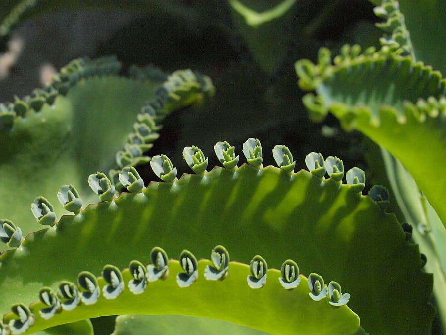 cactus, budding, multiplication, green color, close-up, growth HD wallpaper