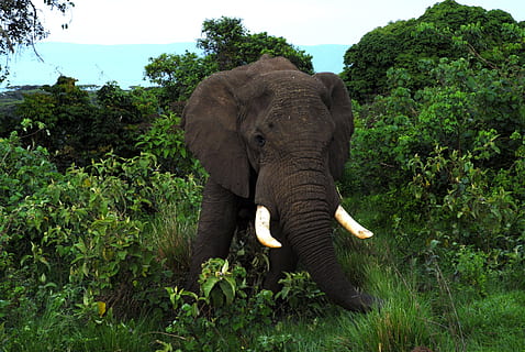 black mammoth on grass, elephants, large, animals, mammals HD wallpaper
