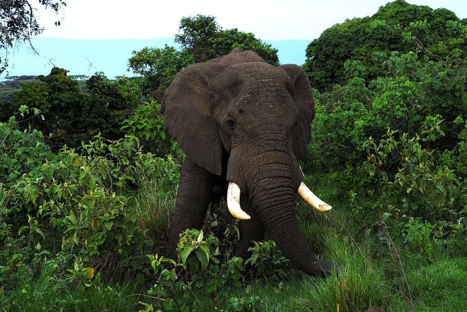 black mammoth on grass, elephants, large, animals, mammals HD wallpaper