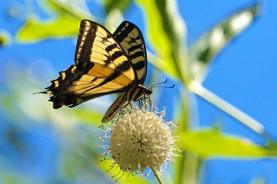 butterfly, nature, flower, bug, green, insects, flowers, invertebrate HD wallpaper
