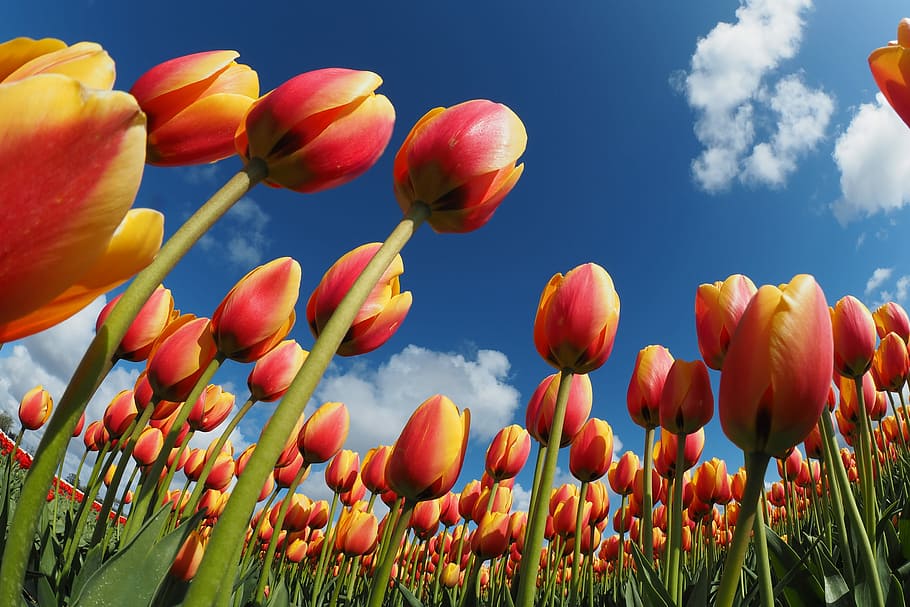 worm's eye view of tulips, field of tulips, flower, sky, cloud HD wallpaper