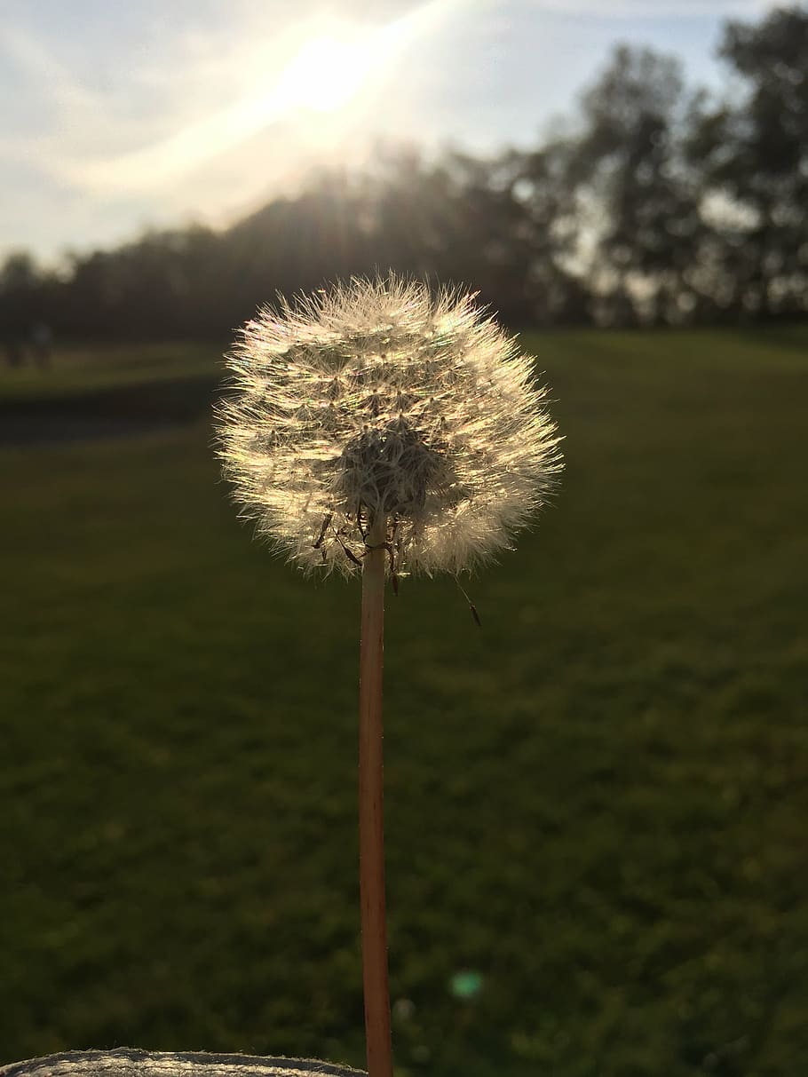 dandelion, mood, pointed flower, roadside, back light, nature HD wallpaper