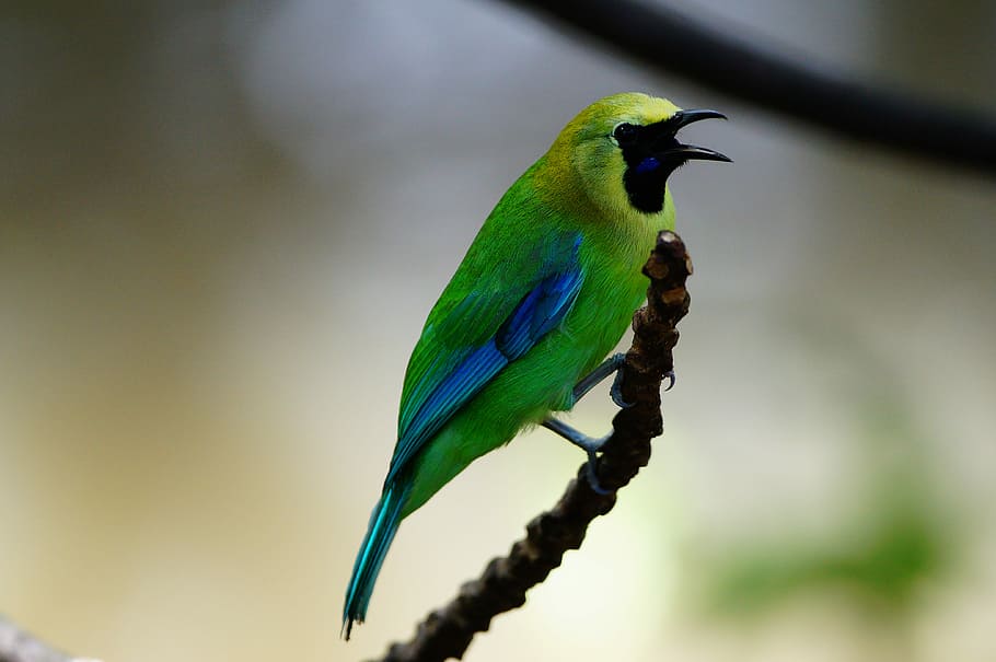 shallow focus photography of green and yellow bird, green and blue bird on brown twigs in selective focus photography HD wallpaper