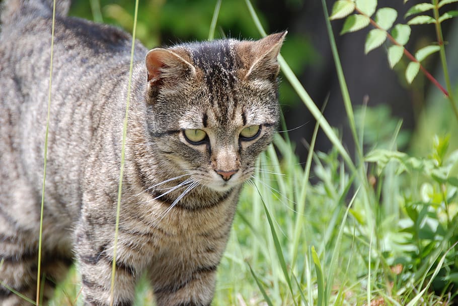 closeup photography of brown and black cat, grey, mackerel HD wallpaper