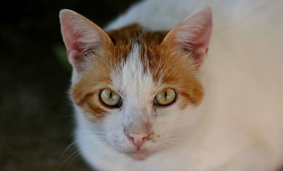 cat, white, orange, portrait, domestic Cat, pets, animal, cute HD wallpaper