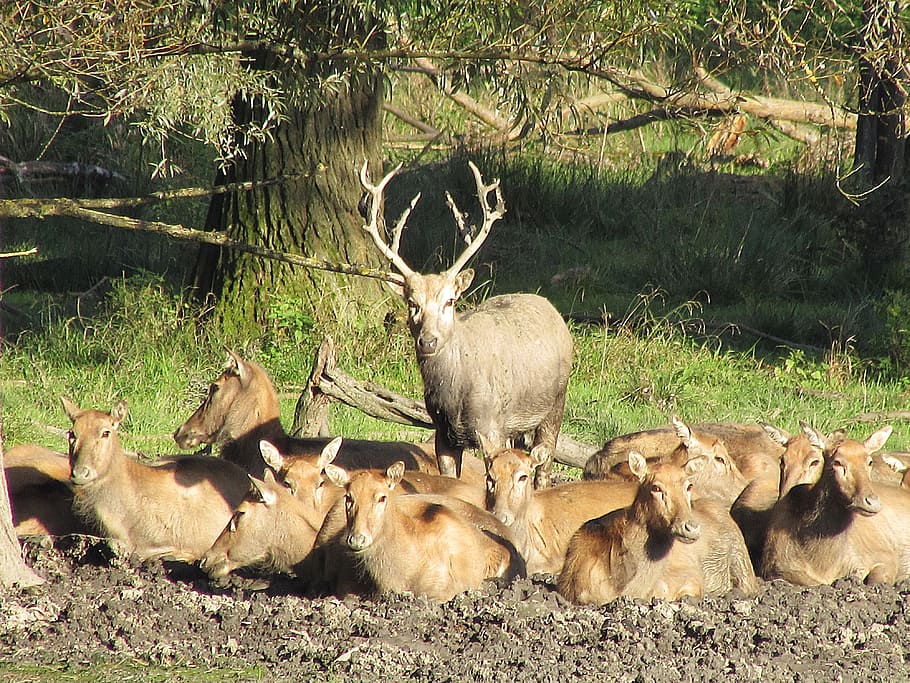 deer, hirsch, antler, red deer, mammal, animal themes, group of animals HD wallpaper