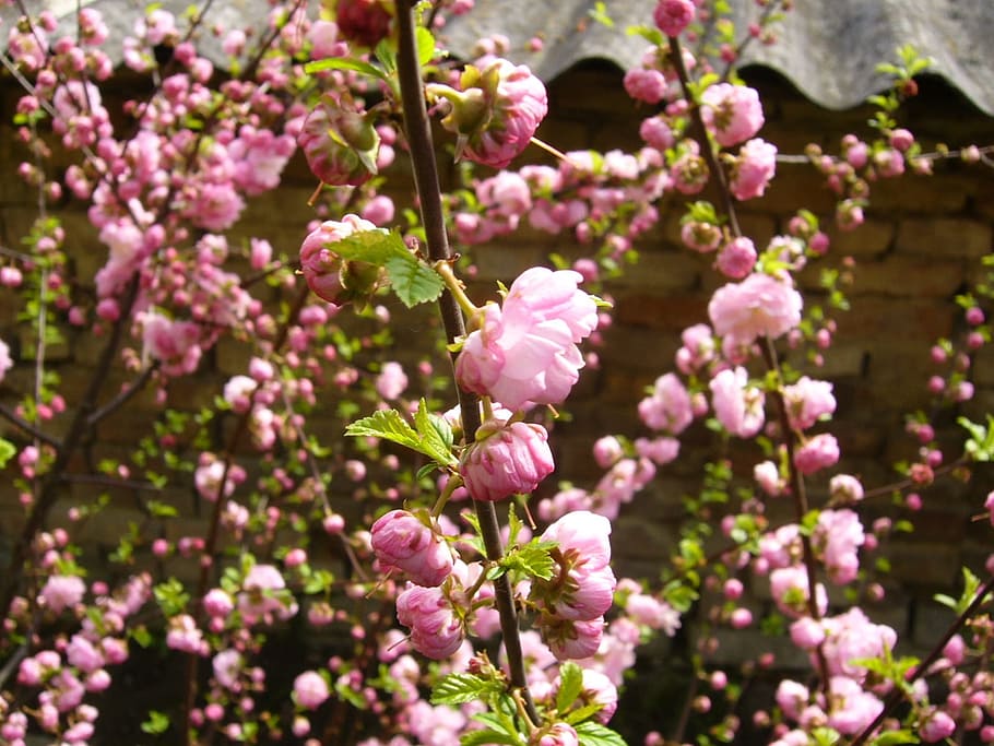 Flower, Garden, Spring, Pink, nature, pink Color, plant, springtime HD wallpaper