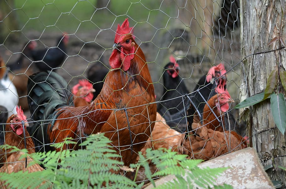 Rooster, Poultry, Animals, Bird, chicken, hen, farm animal HD wallpaper