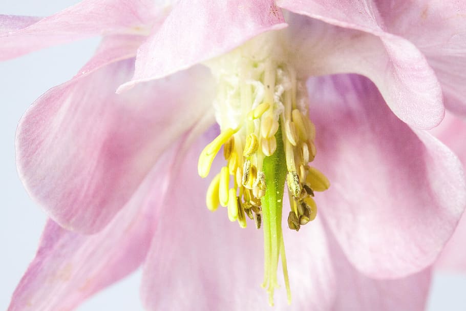 selective focus photography of pink petaled flower, columbine, HD wallpaper