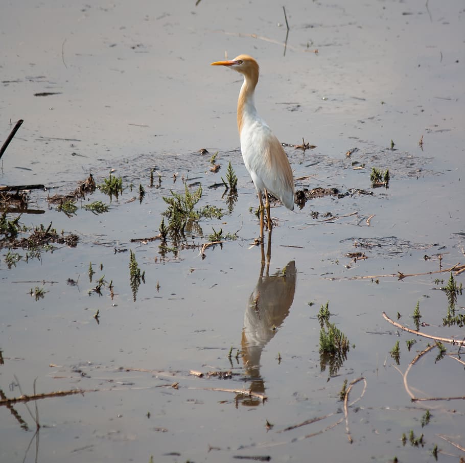 egret, bird, white, standing, water, animal, wildlife, nature HD wallpaper