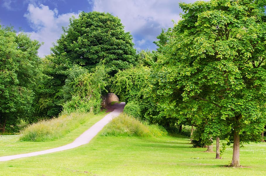 tree, trees, branch, branches, park, relaxation, season, spring HD wallpaper