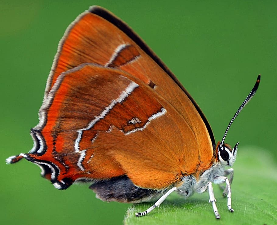 closeup photo of brown and red butterfly, insect, nature, animal HD wallpaper