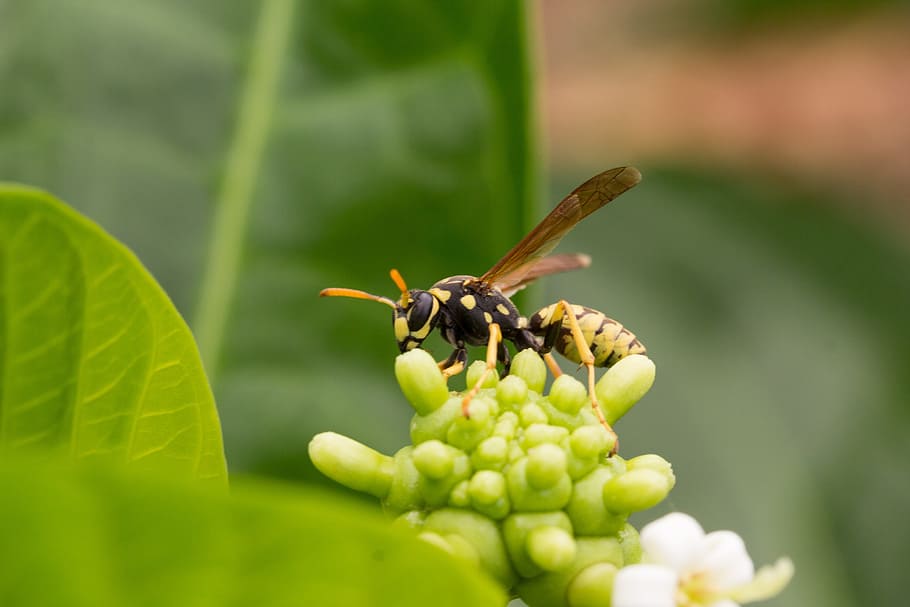 wasp, insect, inflorescence, noni, sucking, invertebrate, animal themes HD wallpaper