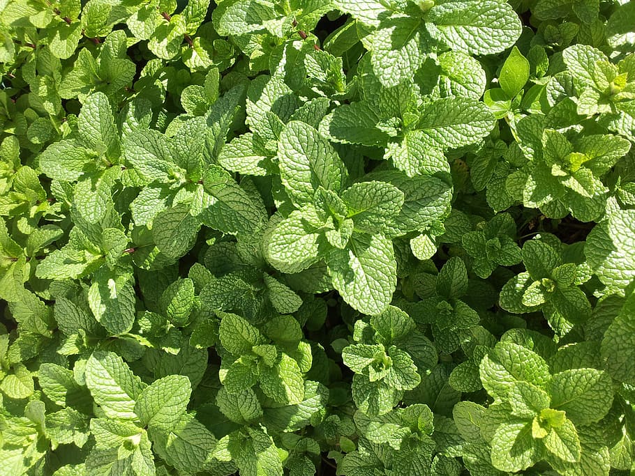 green plant, mint, herb, aromatic, green color, full frame HD wallpaper