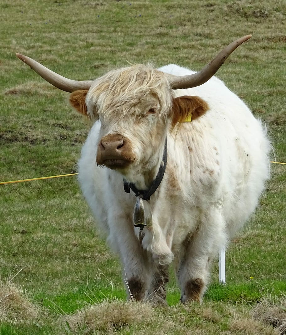 Highland, Beef, Bull, Graze, highland beef, horned, livestock HD wallpaper
