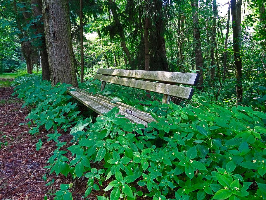 brown wooden bench beside green plants at daytime, Bank, Forest, HD wallpaper
