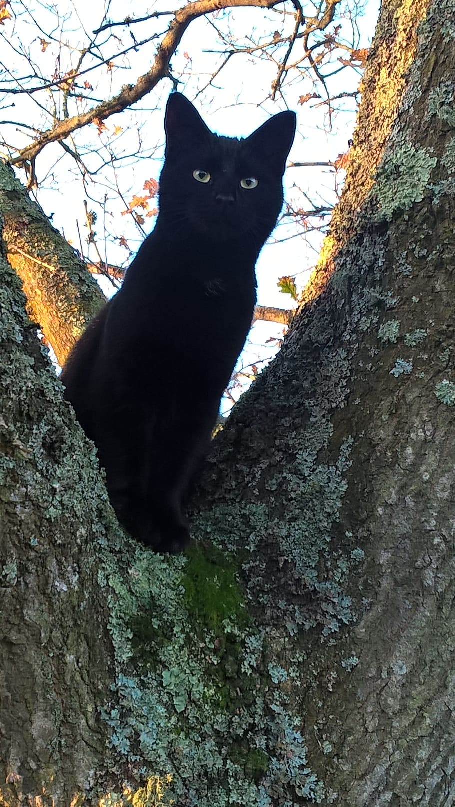 Cat, Fur, Tree, Sitting, black, one animal, domestic cat, pets HD wallpaper