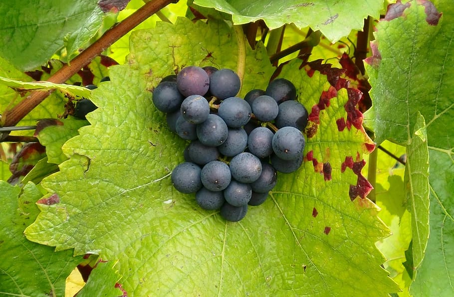 grapes, vines, vineyard, fruit, food and drink, leaf, plant part HD wallpaper