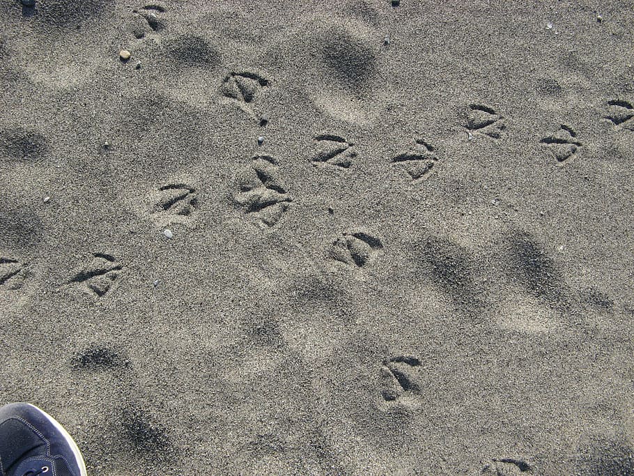beach, footsteps, sea, sun, sand, land, footprint, high angle view HD wallpaper