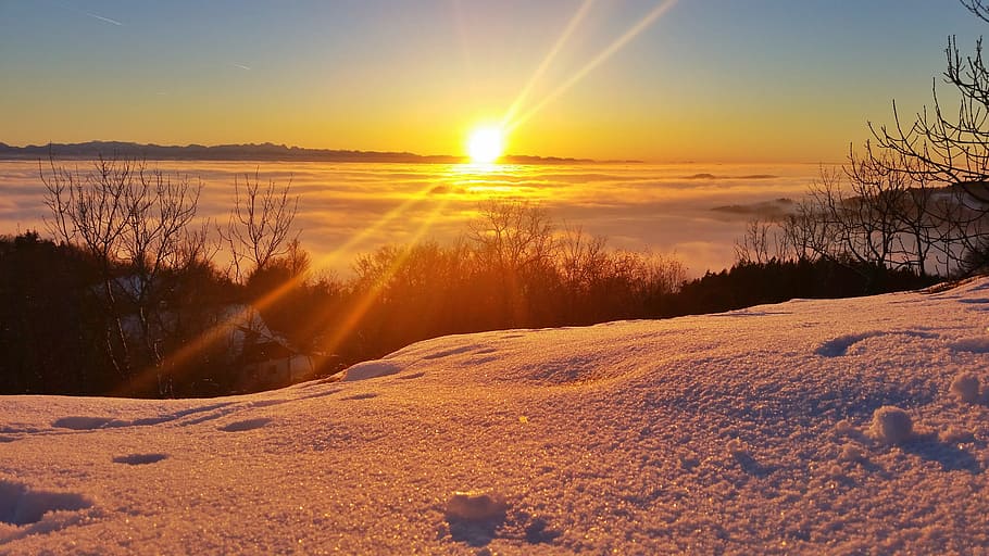 withered trees on snow, sunset, abendstimmung, romantic, setting sun HD wallpaper