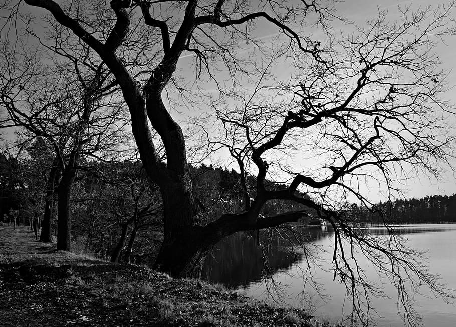 landscape, tree, black and white, water, plant, tranquility HD wallpaper