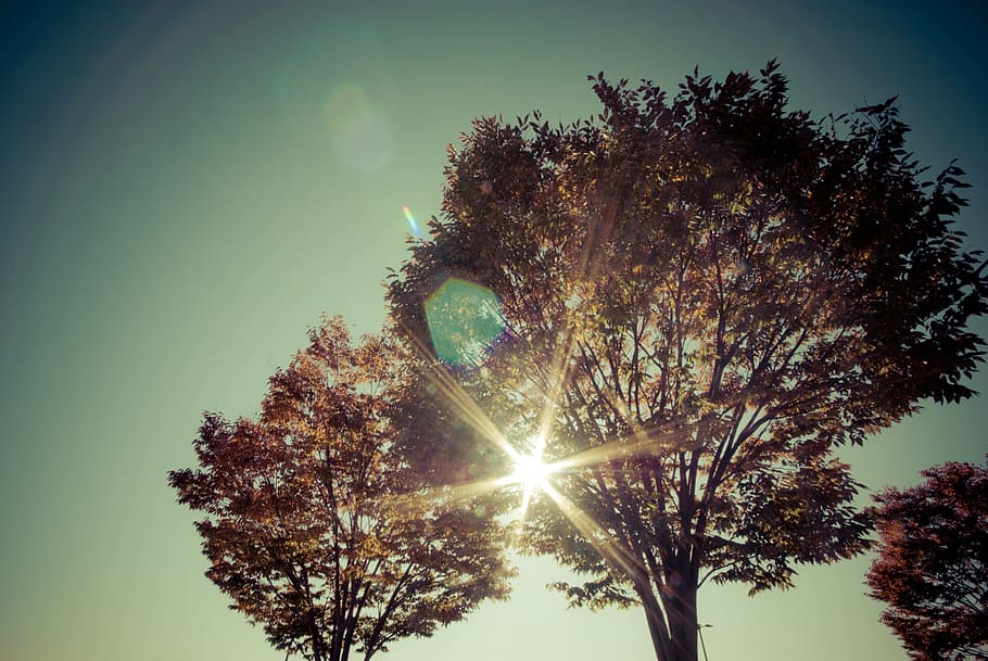 Tree, Sun, Sunlight, Sky, Blue, Sunny, forest, nature, woods HD wallpaper