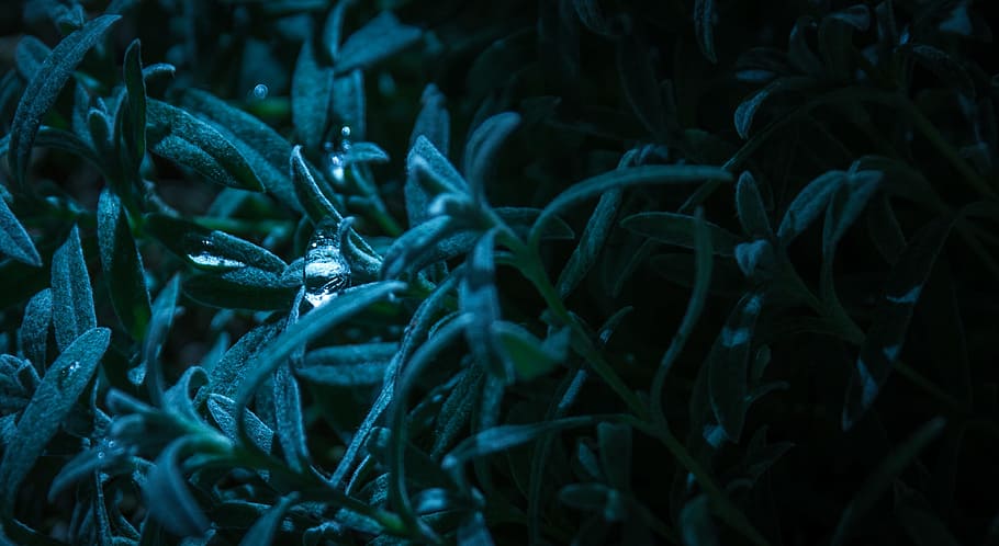 Macro Photography of Blue-leaf Plant, close-up, colors, green HD wallpaper