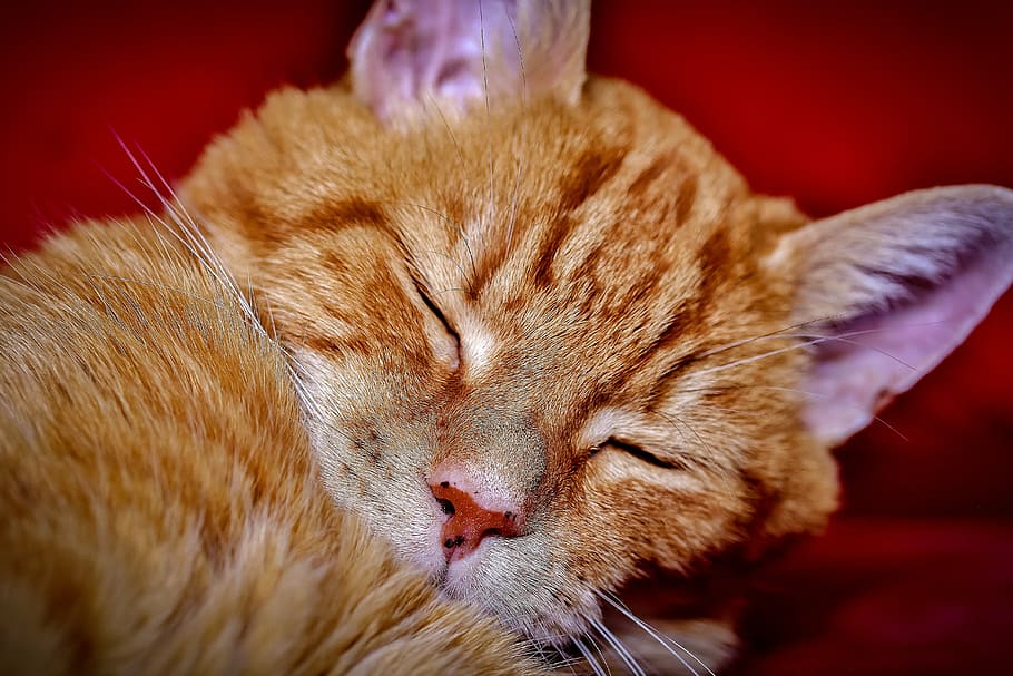 orange tabby kitten, cat, sleeping, cute, animal, pet, domestic HD wallpaper