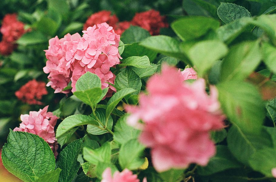 selective focus photography of pink cluster petaled flowers HD wallpaper