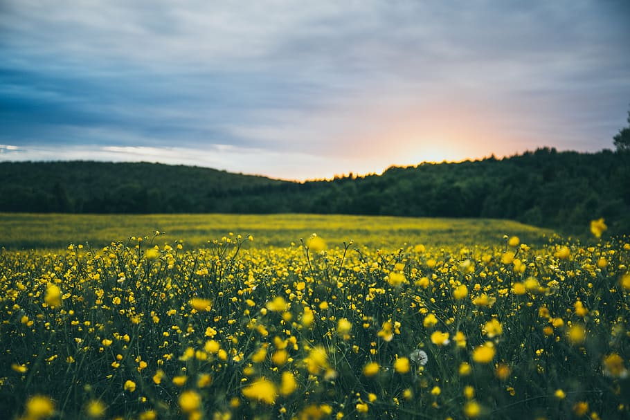 selective focus photography of yellow petaled flower, bloom HD wallpaper