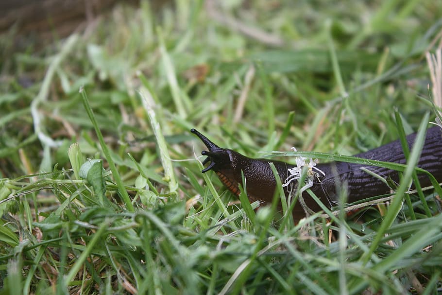 snail, lawn, expensive, molluscs, animal, nature, grass, bird HD wallpaper
