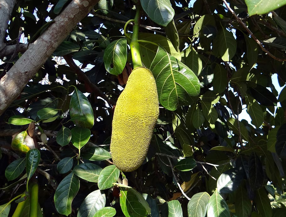 Trees, Yellow, Big, jackfruits, large, foods, edible, perennials, HD wallpaper
