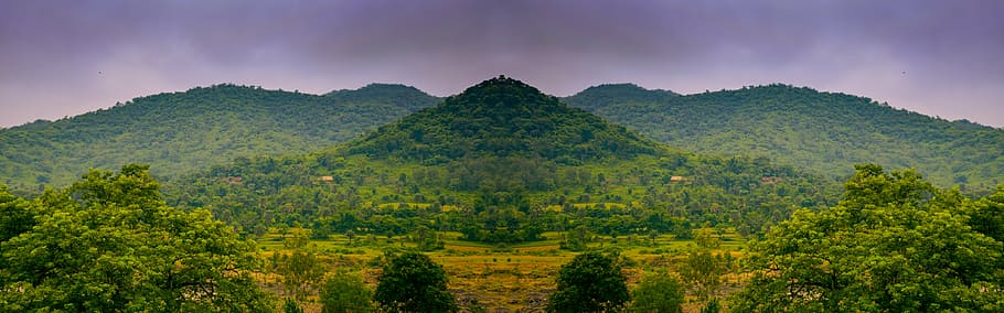 aerial photography of green leafed forest, panorama, side, tree HD wallpaper