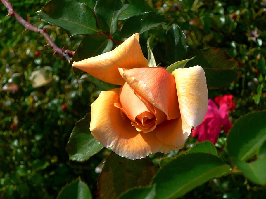 Flower, rose, orange rose, nature, plant, leaf, petal, rose - flower HD wallpaper