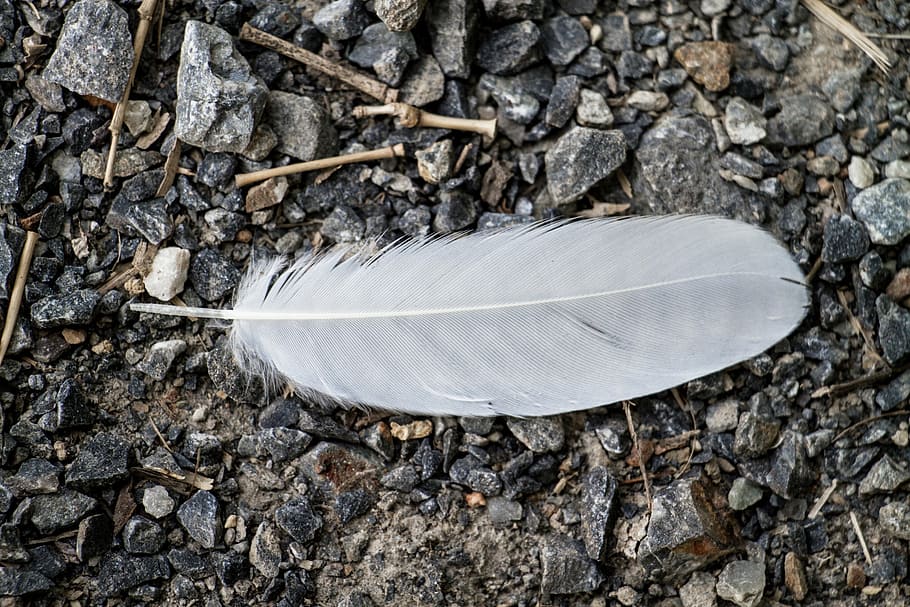 white feather on gray pebbles, birds, close-up, no people, nature HD wallpaper