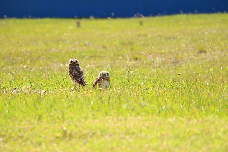 owls, landscape, birds, animal, nature, wildlife, grass, bird of Prey HD wallpaper