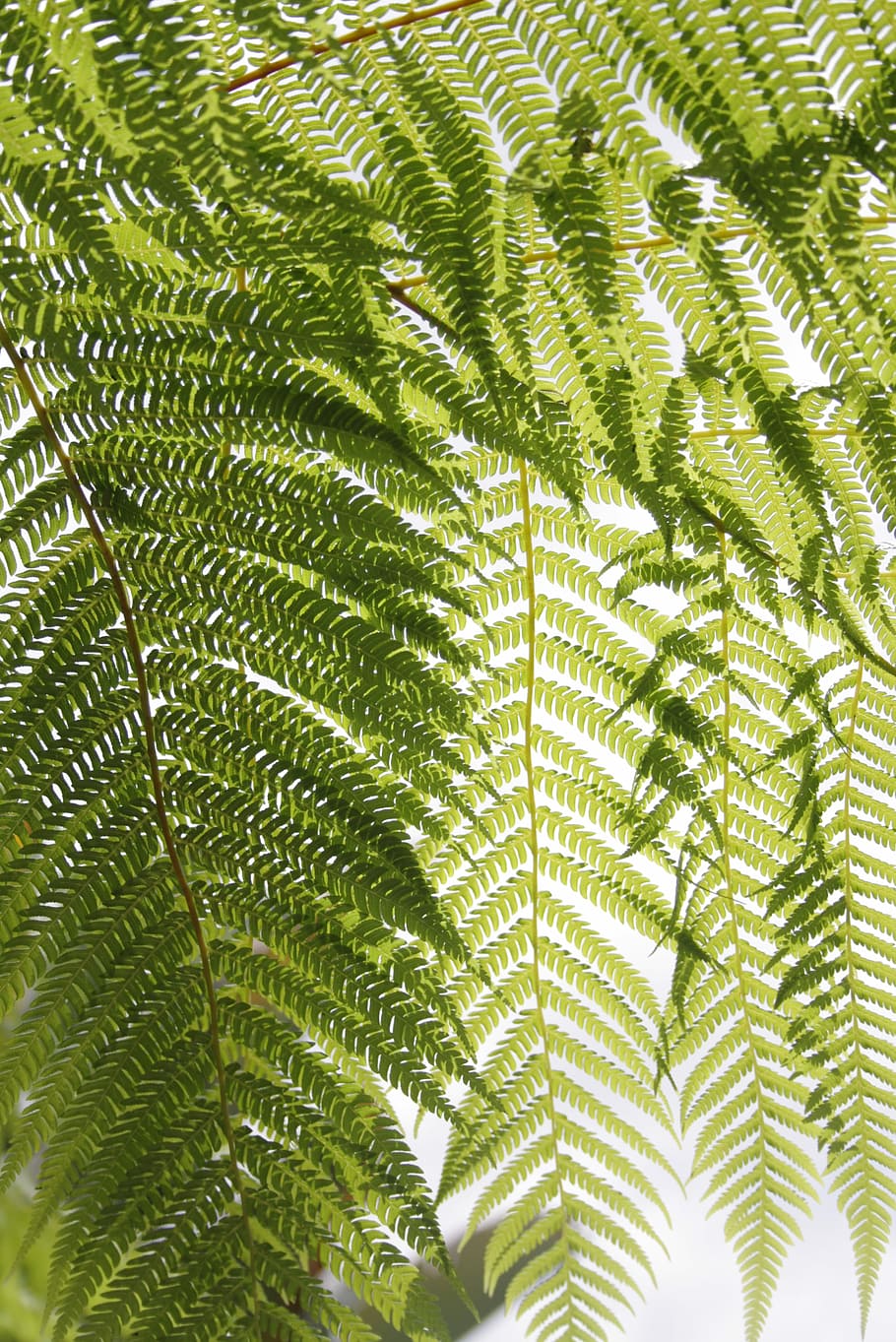 green plant, low angle photography green fern plant leaves at daytime HD wallpaper