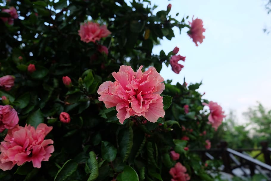 flower, azalea, pink, flowering plant, pink color, fragility HD wallpaper